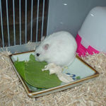 青梗菜に齧りついています