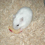 乾燥りんごチップを食べ中