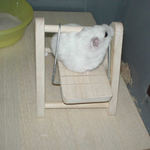 シーソーに乗るアイ