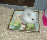 ブロッコリーにかじりついています。