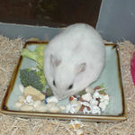 何から食べようか迷っているアイ