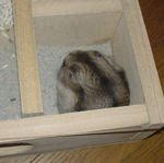 トイレに篭っているユウキ