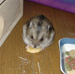 乾燥バナナを食べるユウキ