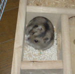 蓄えていた、蕎麦の実を取り込むユウキ