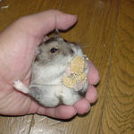 今年は初の腹出し食い