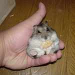 まだまだ、腹出し食いのユウキ