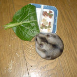 小松菜に食いつくユウキ