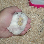 粟の穂腹出し食い中のアイ