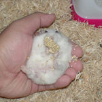 まだまだ、腹出し食いを続けるアイです