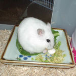 アメリペットに食いつくアイ