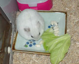 コメコメポップを食べるアイ