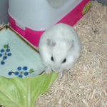 キャベツに齧りつくアイ