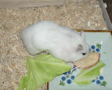 スタミノン付き乾燥りんごチップを食べるアイ