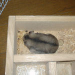 エサを回収中のユウキ