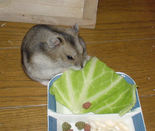 キャベツに齧りついているユウキ