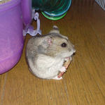 乾燥りんごチップを食べるユウキ