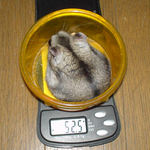 体重は減少傾向