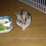 ブロッコリーを齧っていたはずだが・・。