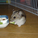 ブロッコリーは小さいのから食べます