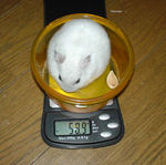 アイは60g近いです