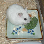 ブロッコリーを丸齧り