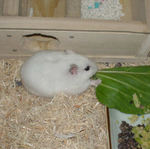 青梗菜を食べるアイ