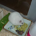 乾燥キャベツも食べています