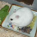 青森りんごを食べています