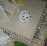 地下型巣箱の上でうろうろするアイ