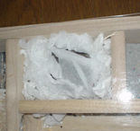 ティッシュで完全防備