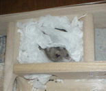 ちょっと、顔だけ出しています