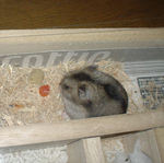 貯蓄しているエサを食べてました