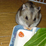 貯蓄していたカボ種を再利用