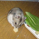 ユウキにもりんごをあげました