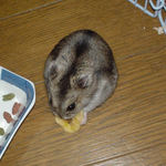 乾燥バナナを食べてます・・・