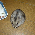 あっという間に消えました