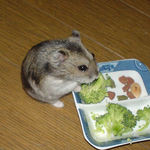 ブロッコリーに食いつくユウキ