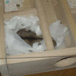 入り口の近くを寝床にしています