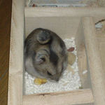 貯蓄してあるエサをつまんでいます