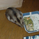 エサ皿に擦り寄るユウキ その1