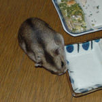 エサ皿に擦り寄るユウキ その2