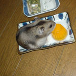 ハム用ゼリーを食べるユウキ