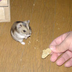 粟の穂を目の前に固まるユウキ