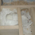 いつもの寝床に居るアイ