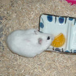 アイもハム用ゼリーに食いついています