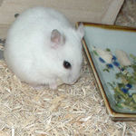 鶏ささみの欠片を食べるアイ