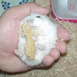 うまいから、こんなんなってます