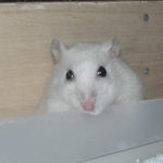 こちらをジーッと見てるアイ