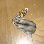 インディアンコーンと格闘中