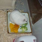 ブロッコリーに齧りつき中のアイ